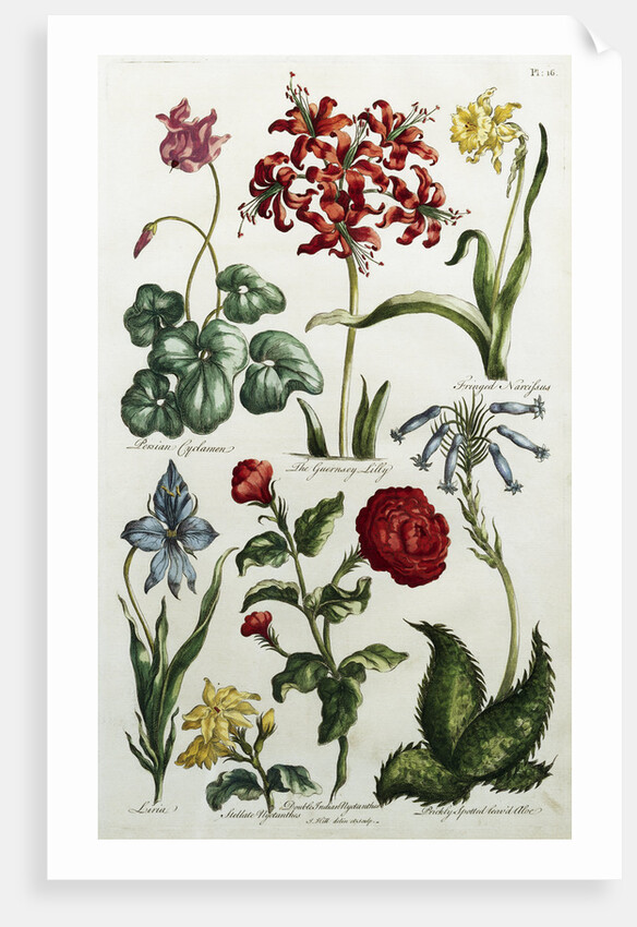 Botanical Print by J. Hill