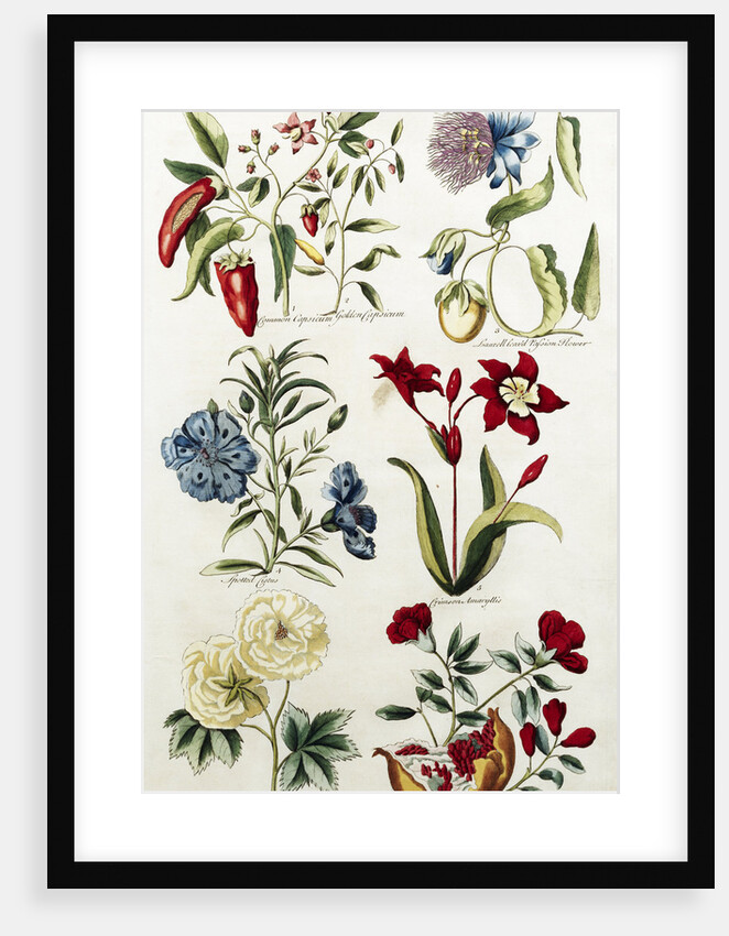 Botanical Print of a Variety of Flowers by J. Hill