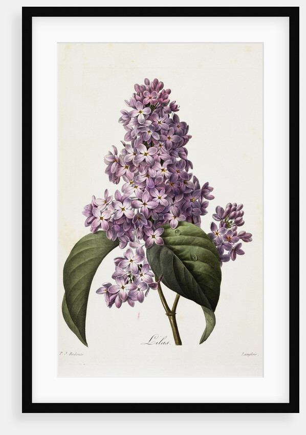 Lilacs by Pierre Joseph Redoute