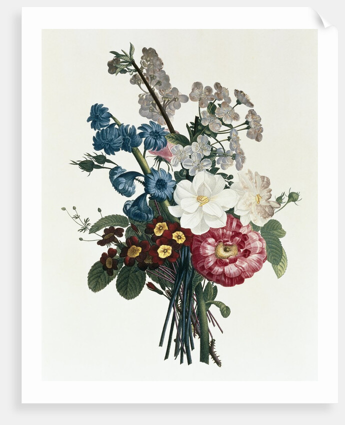 Bouquet of Camellia and Auricula by Jean Louis Prevost