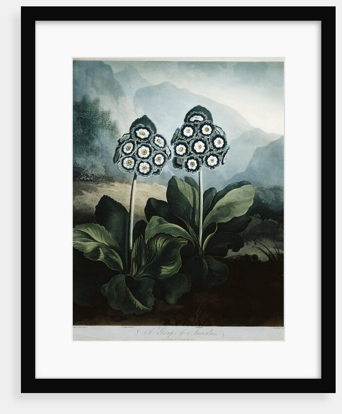 Book Illustration of A Group of Auriculas by Anonymous