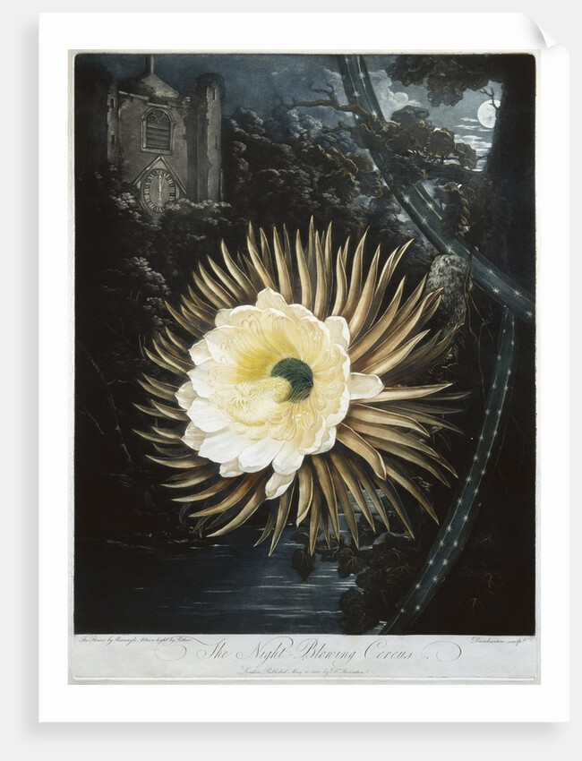 Book Illustration of The Night Blowing Cereus by Anonymous