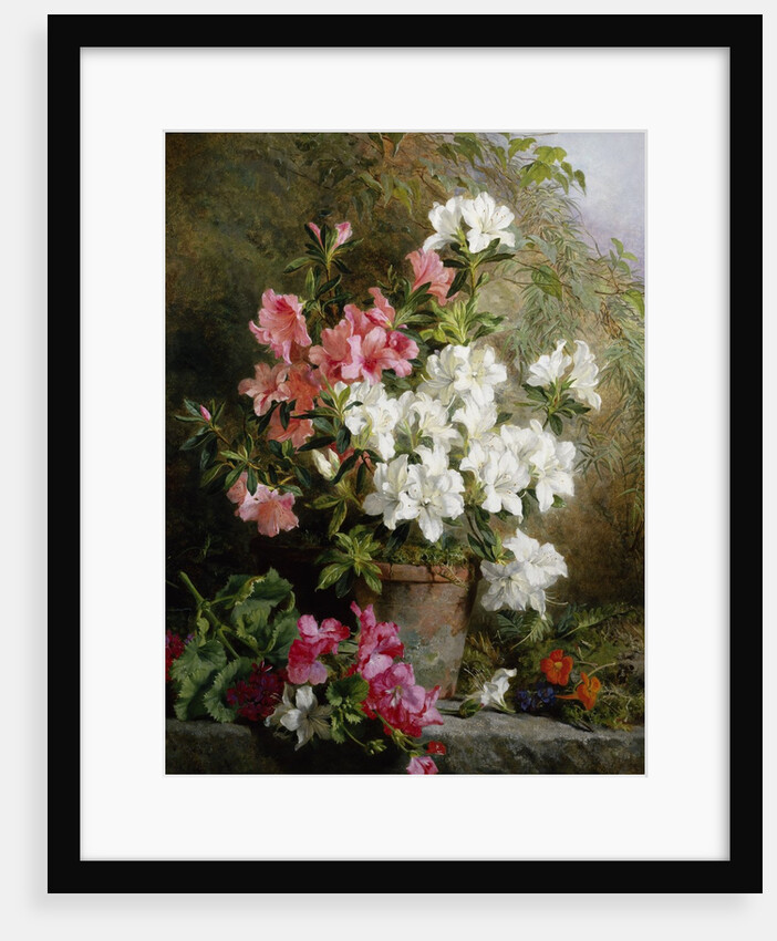 Still Life of Azaleas by Annie Feray Mutrie