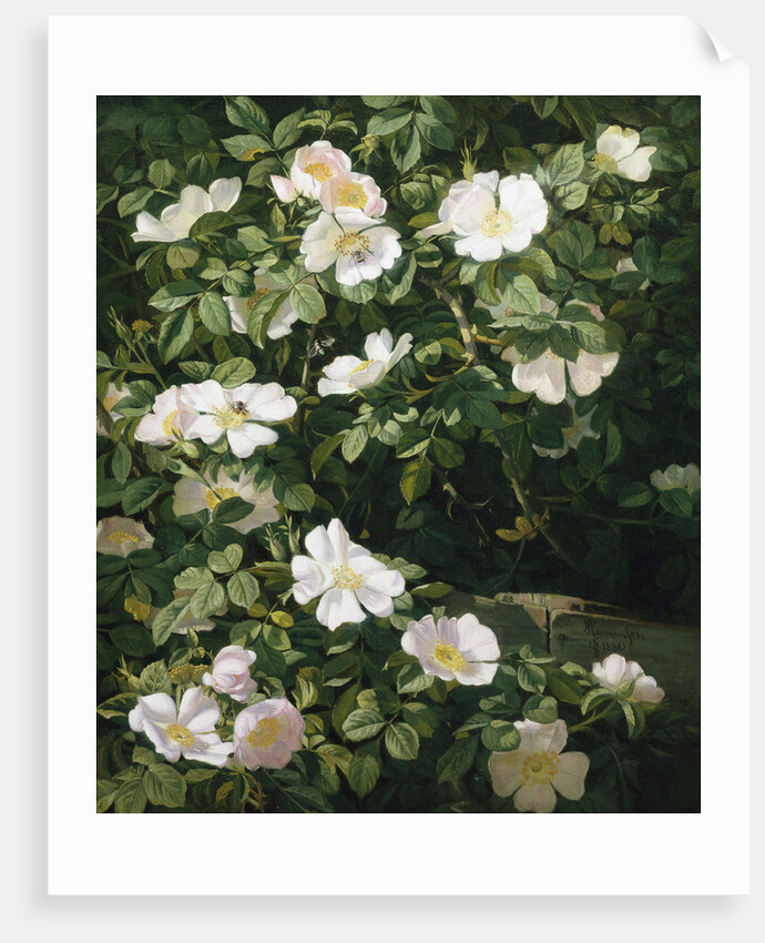 Dog Roses in Flower by Niels Peter Rasmussen