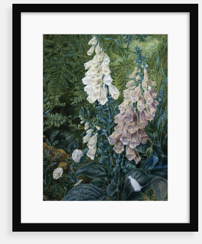 A Still Life of Foxgloves by Mary Margetts