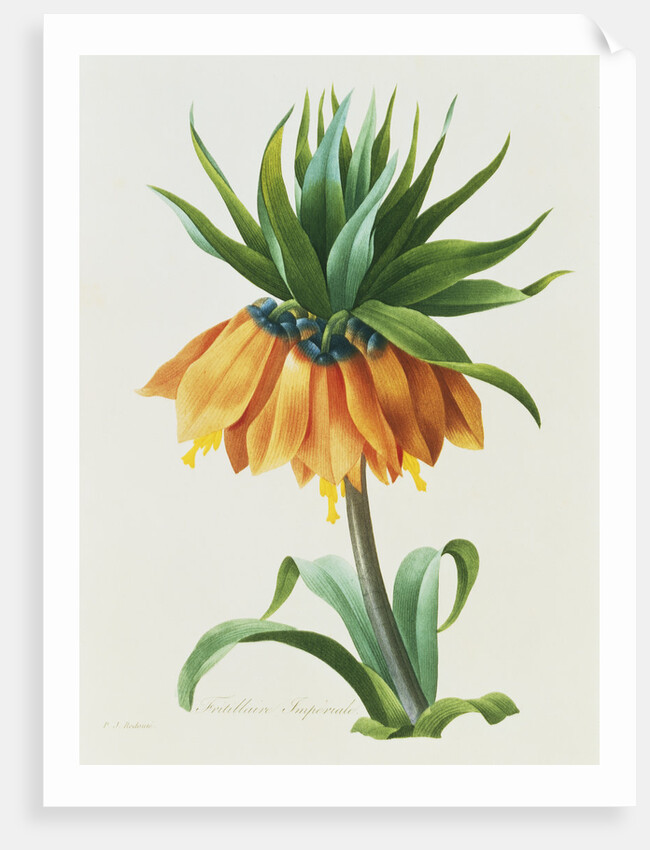Fritillaire Imperiale by Pierre Joseph Redoute