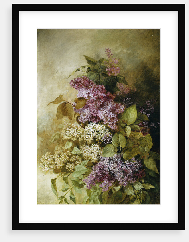 A Study of Lilac by Claude Massmann