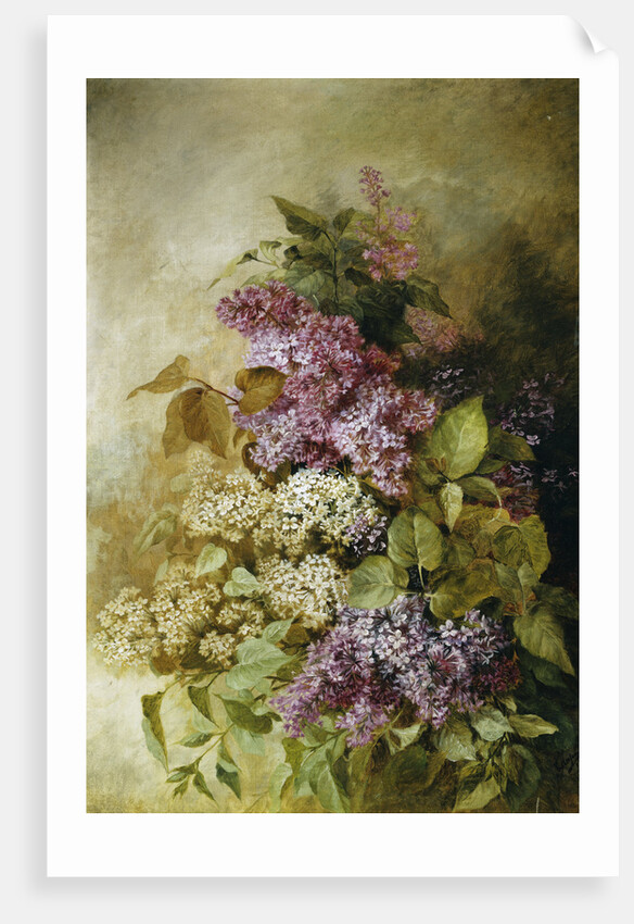 A Study of Lilac by Claude Massmann