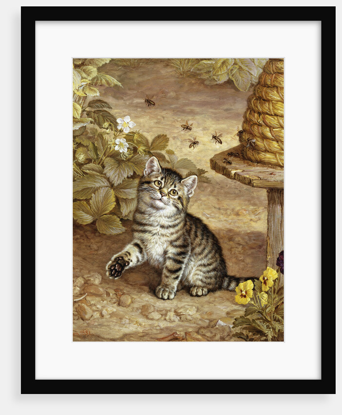 A Curious Kitten by Frank Paton