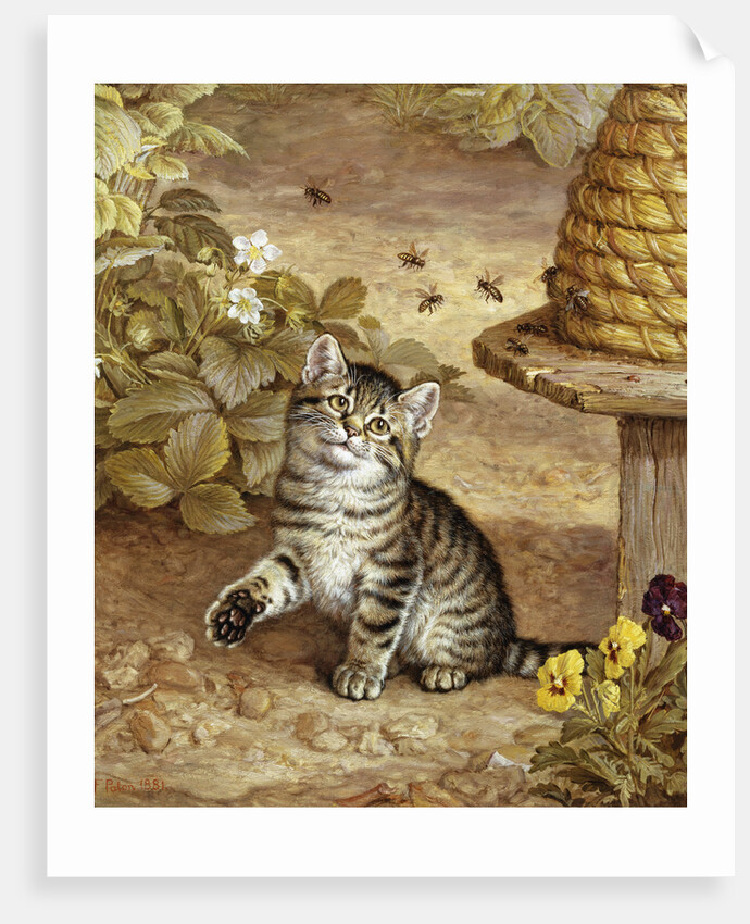 A Curious Kitten by Frank Paton