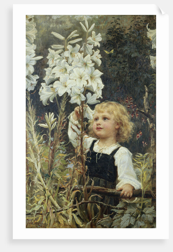 Lilies by Frederick Morgan