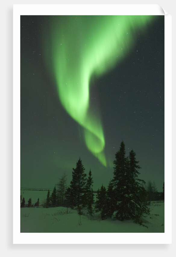 Aurora Borealis in Canada's Wapusk National Park by Anonymous
