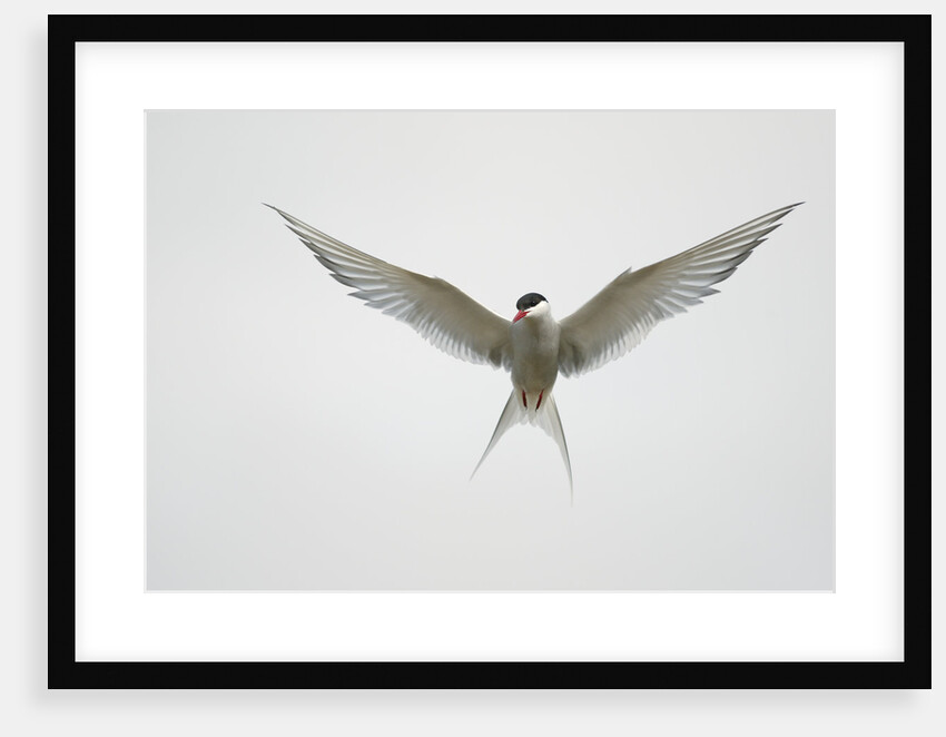 Arctic Tern Hovering in Flight by Anonymous