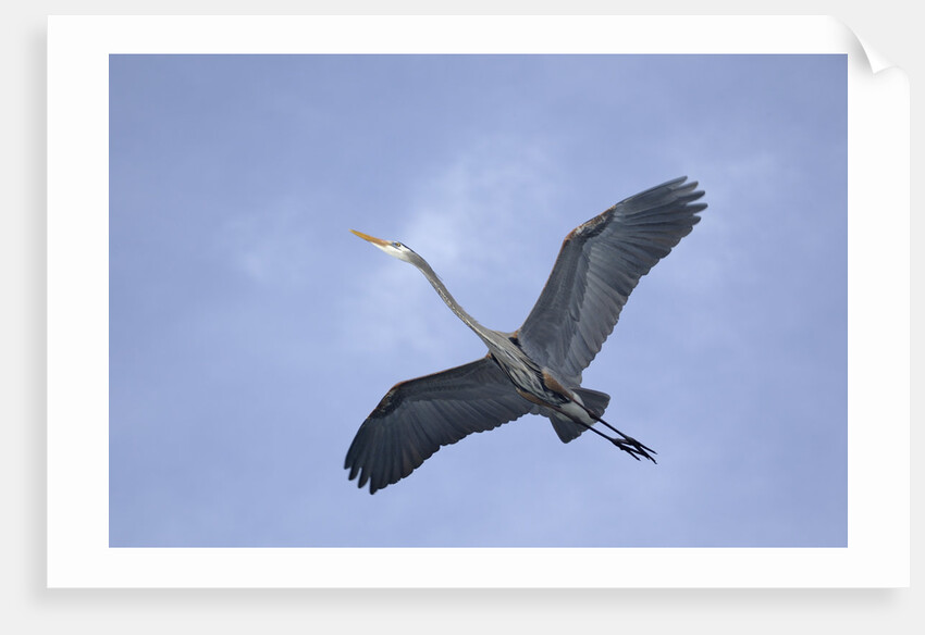 Great Blue Heron in Flight by Anonymous