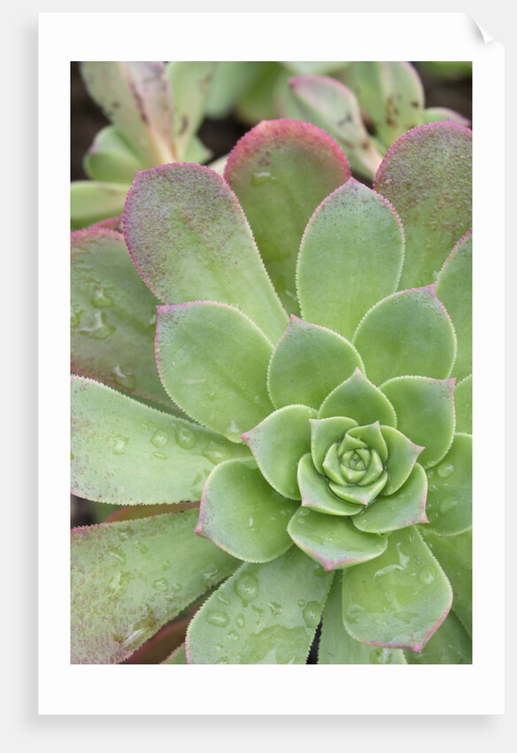 Aeonium Decorum 'Variegatum' by Anonymous