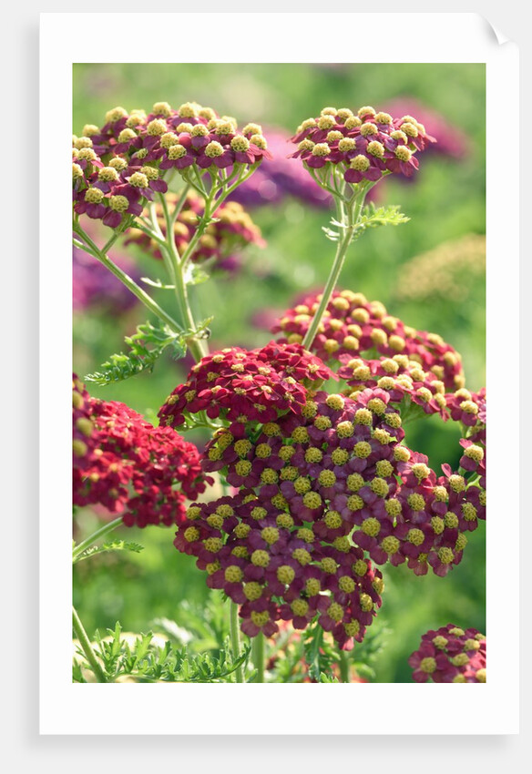 Achillea 'The Beacon' by Anonymous