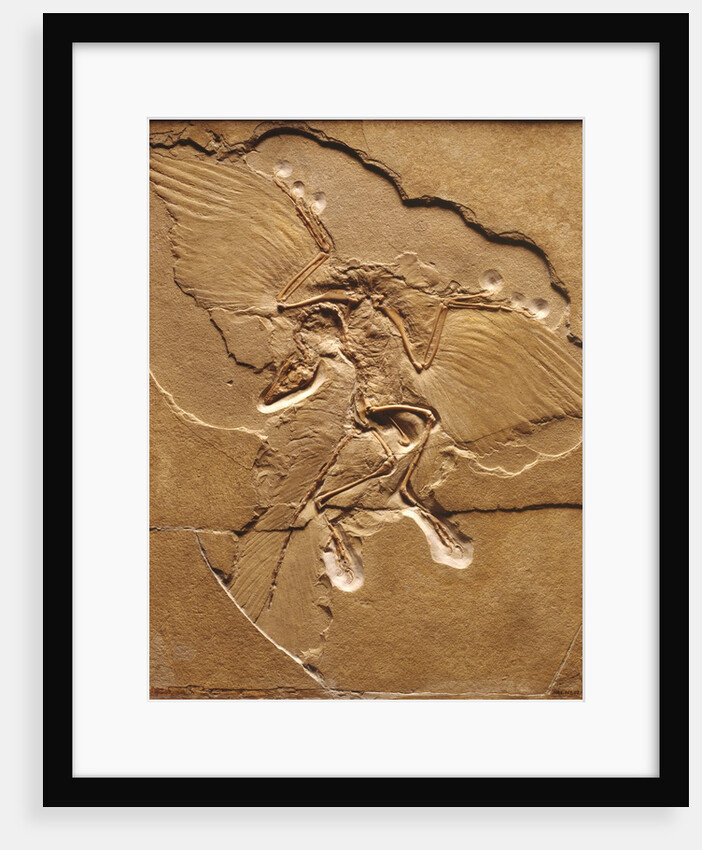 Archaeopteryx Fossil by Anonymous