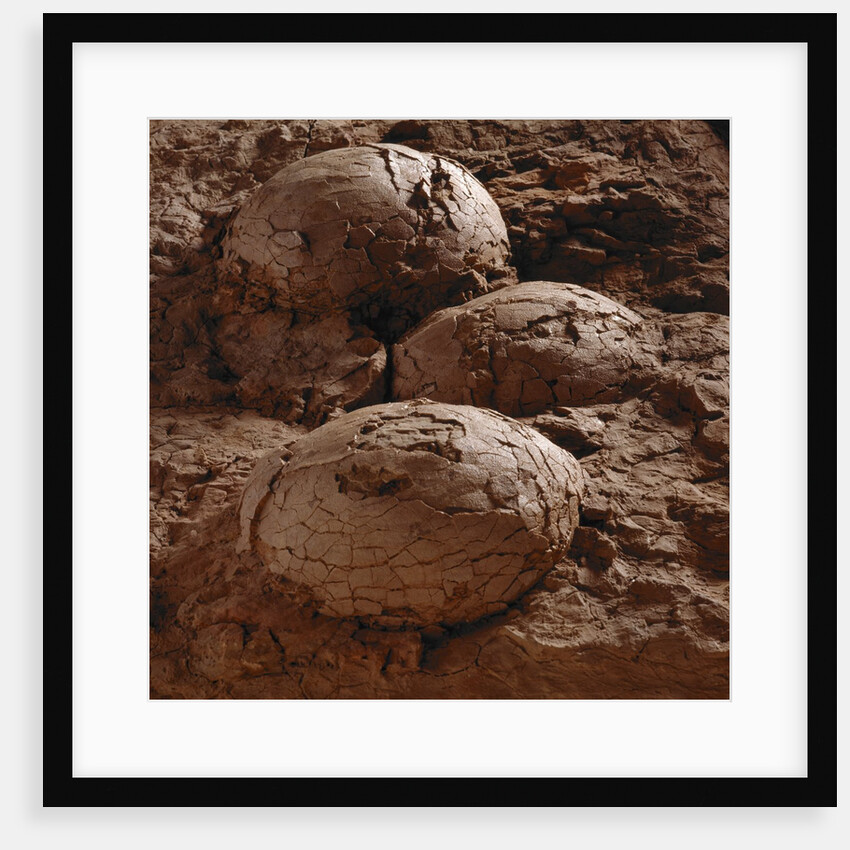 Dinosaur Eggs by Anonymous
