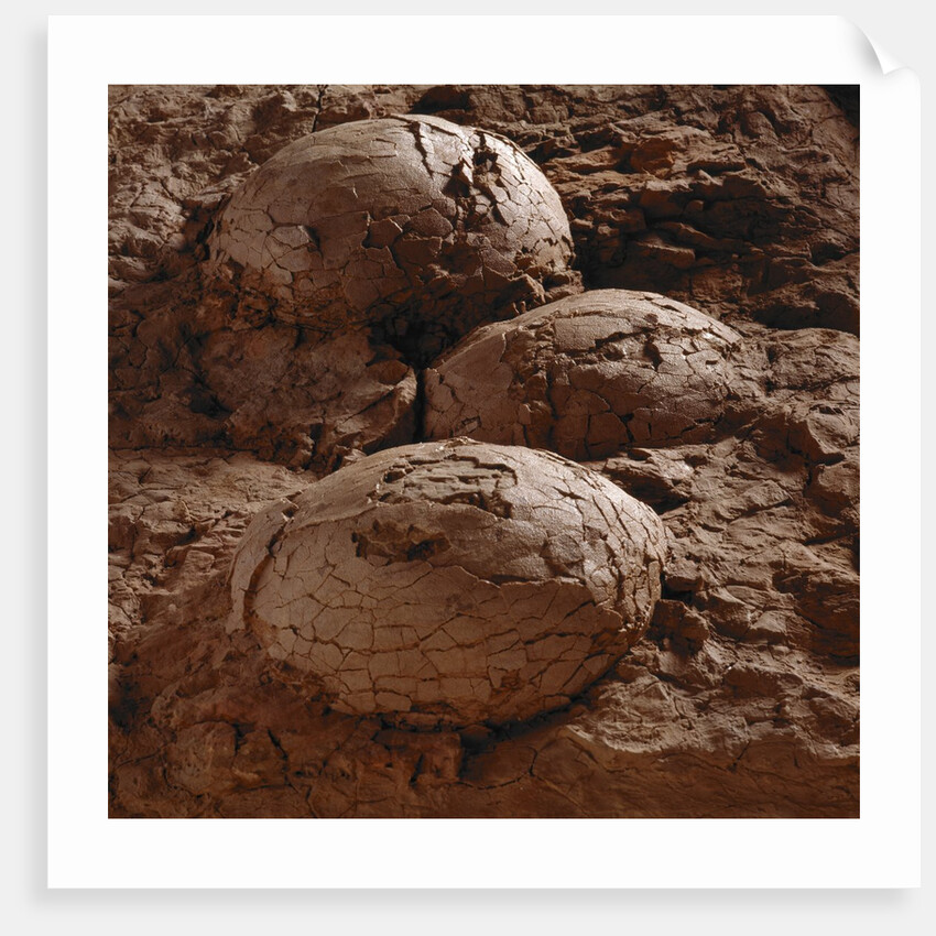 Dinosaur Eggs by Anonymous