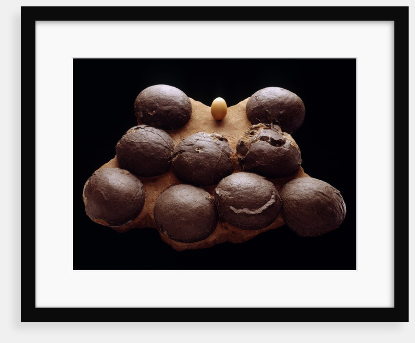 Chicken Egg and Dinosaur Eggs by Anonymous