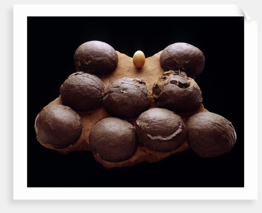 Chicken Egg and Dinosaur Eggs by Anonymous