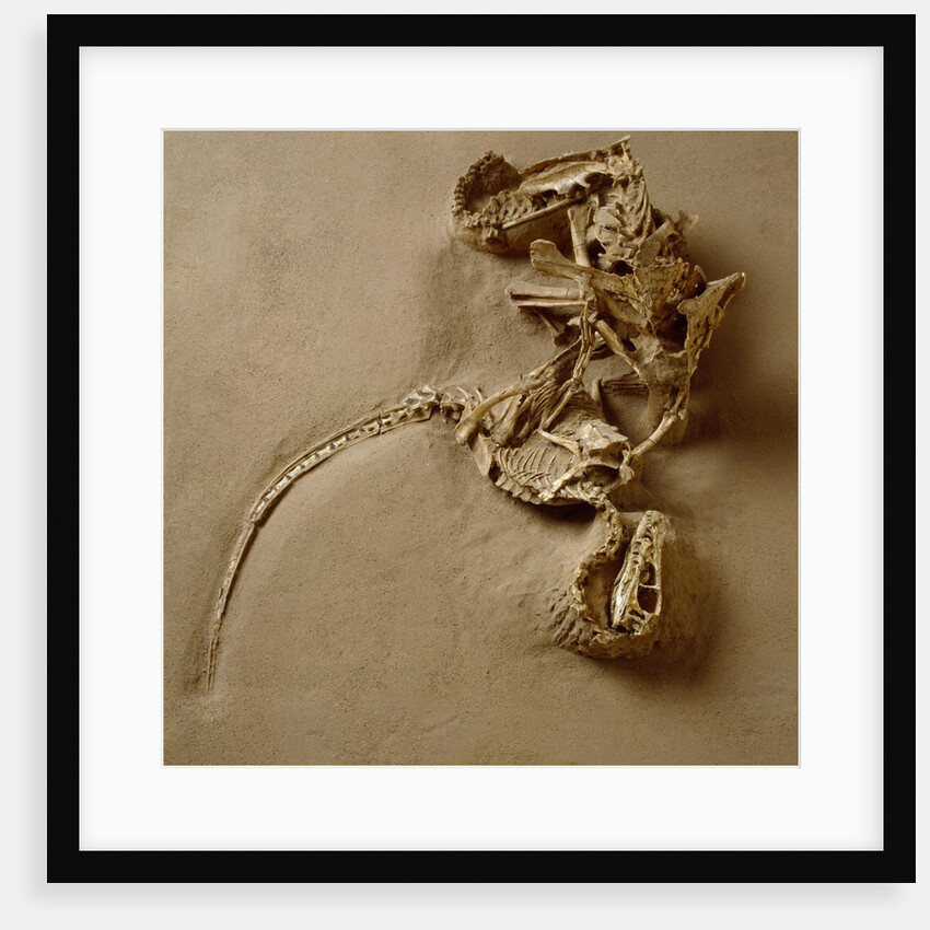Fossil of Velociraptor Attack by Anonymous