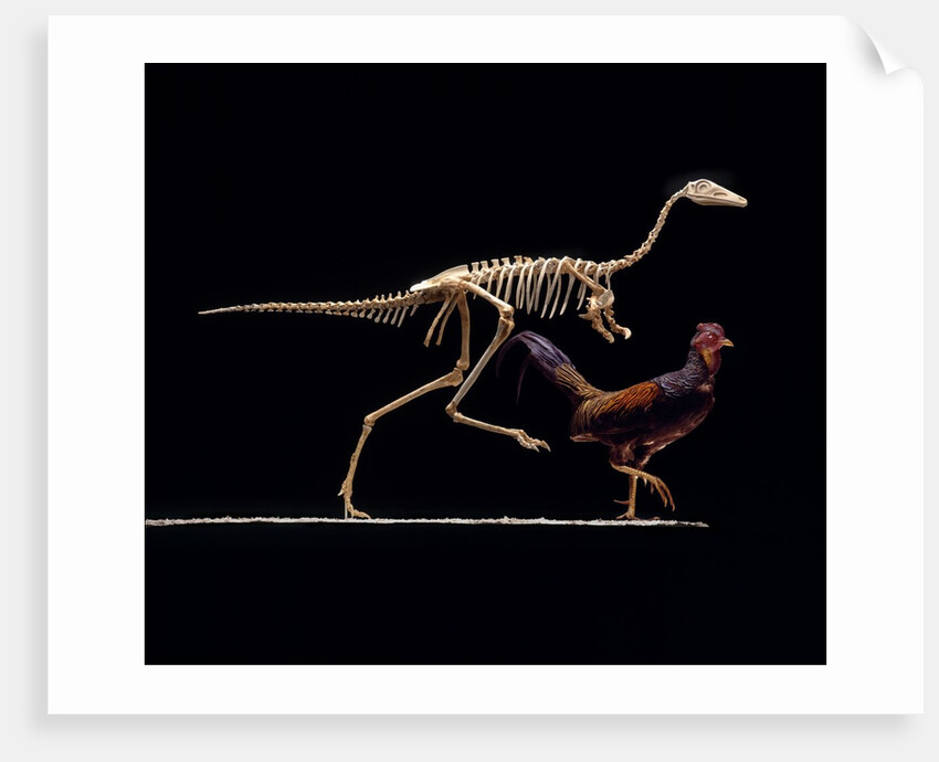 Mononykus and Chicken by Anonymous