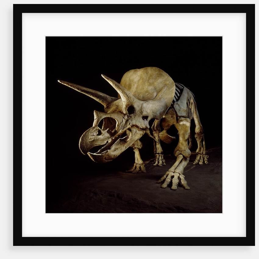 Triceratops Skeleton by Anonymous