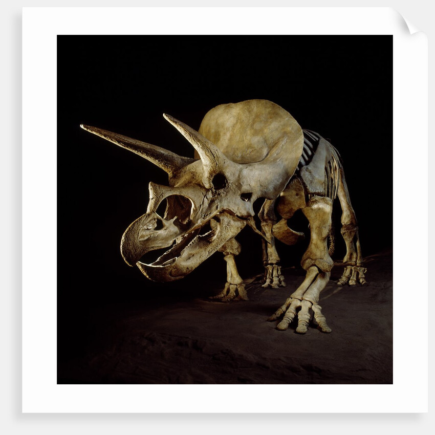 Triceratops Skeleton by Anonymous