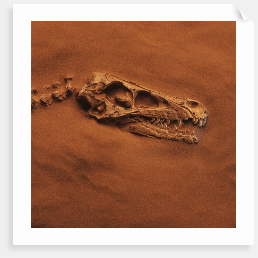 Velociraptor Skull and Neck in Sand by Anonymous