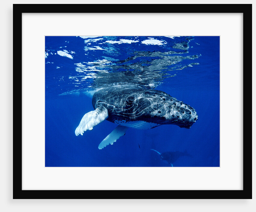Infant Humpback Whale by Anonymous