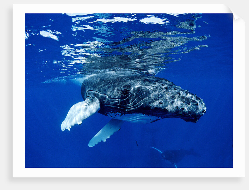 Infant Humpback Whale by Corbis