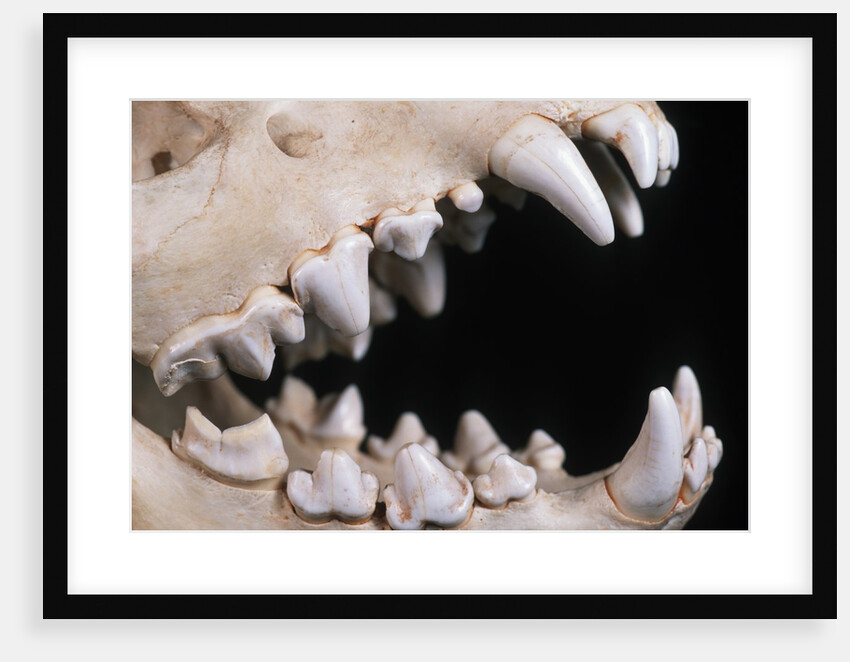 Skull and Teeth of Hyena by Anonymous