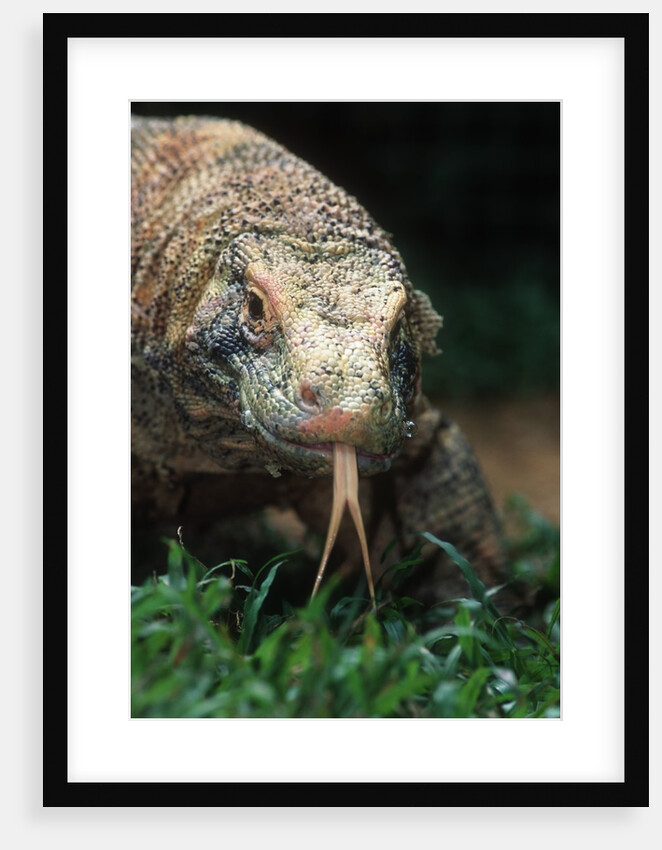 Komodo Dragon in Indonesia by Anonymous