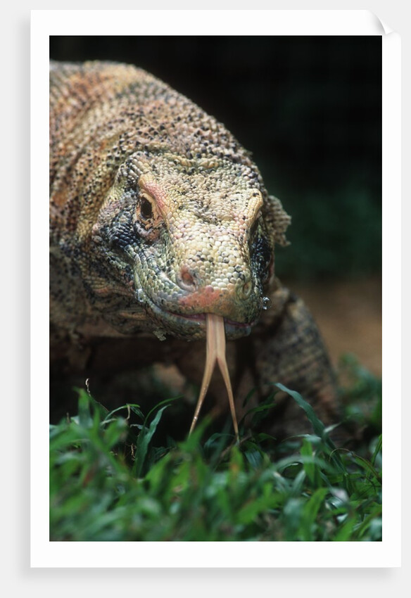 Komodo Dragon in Indonesia by Anonymous