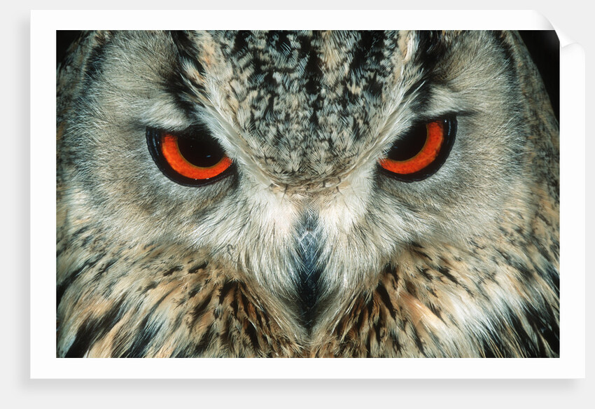 Bengal Eagle-Owl in India by Anonymous