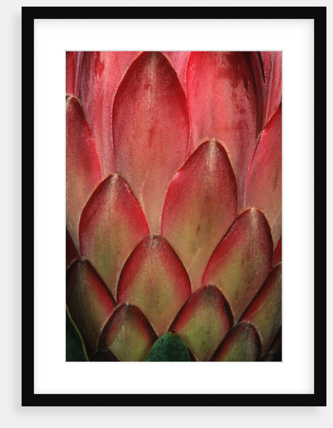 Protea Flower Petals by Anonymous