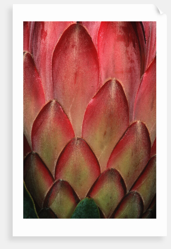 Protea Flower Petals by Anonymous