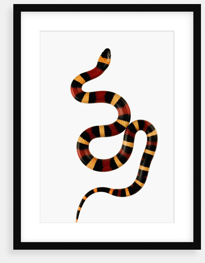 Pueblan Milk Snake by Anonymous