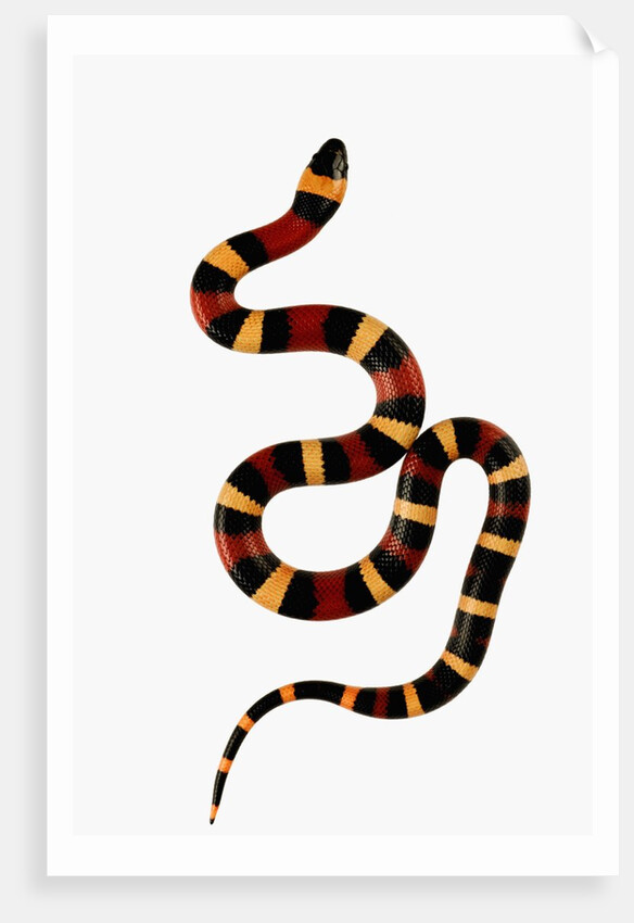 Pueblan Milk Snake by Anonymous