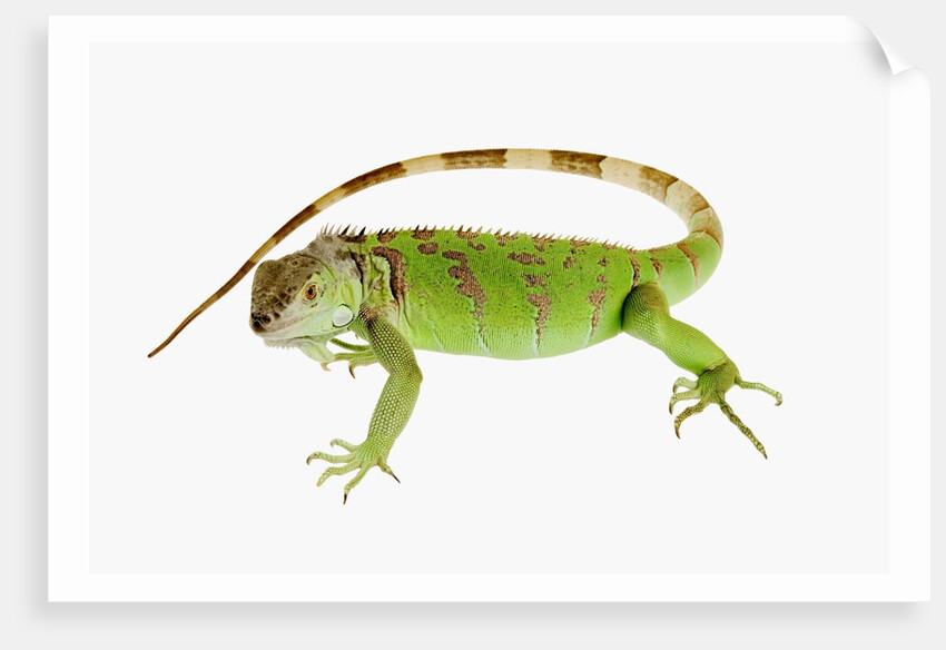 Green Iguana by Anonymous