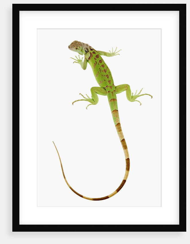 Green Iguana by Anonymous