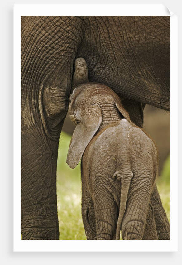 Elephant Calf Suckling by Anonymous