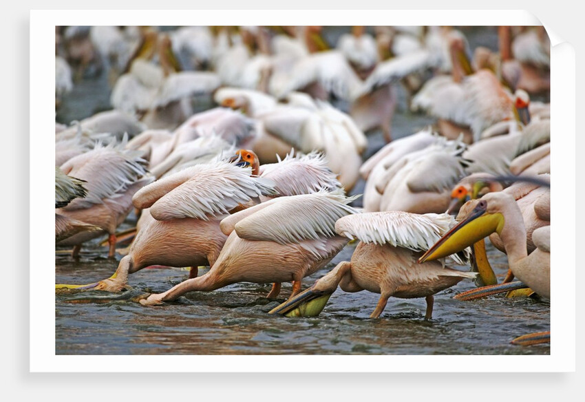 White Pelicans in Fishing Formation by Anonymous