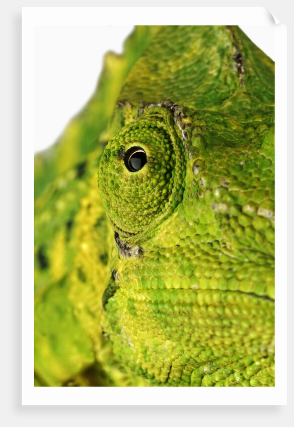 Eyes of a Meller's Chameleon by Anonymous