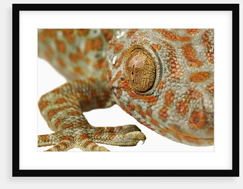 Eye of a Tokay Gecko by Anonymous