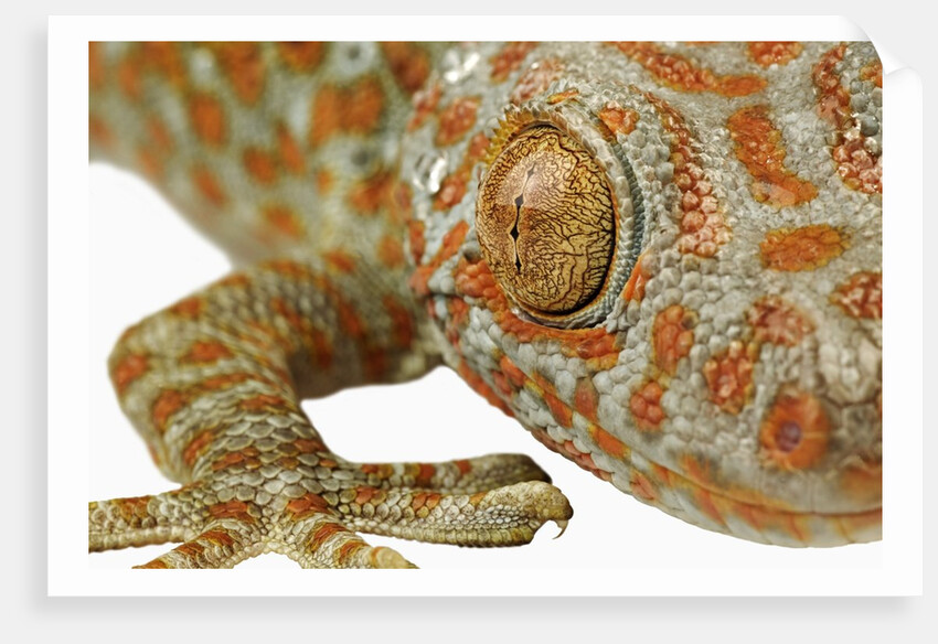 Eye of a Tokay Gecko by Anonymous