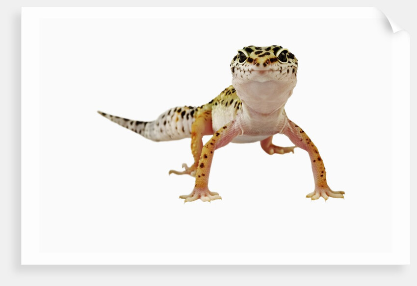 Leopard Gecko by Anonymous