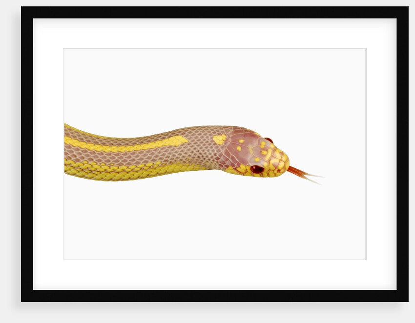 Albino California Kingsnake by Anonymous