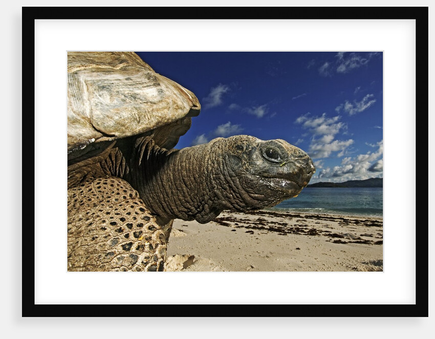 Giant Tortoise on the Beach by Anonymous